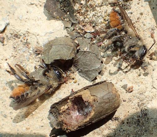 Megachile genalis
